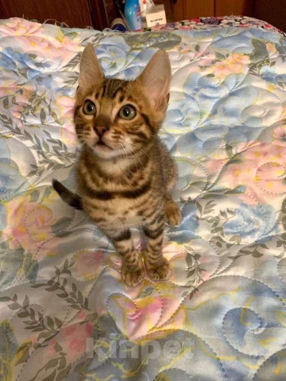 Кошки в Москве: Яркие бенгальчики,в тч носители угля разного пола Девочка, 15 000 руб. - фото 4