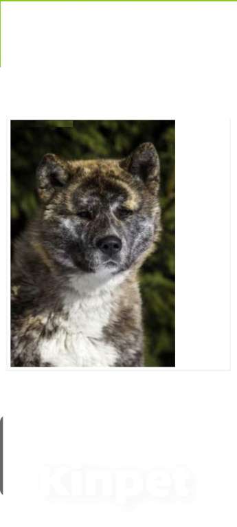 Собаки в Красноярске: Щенок Девочка, 5 000 руб. - фото 2