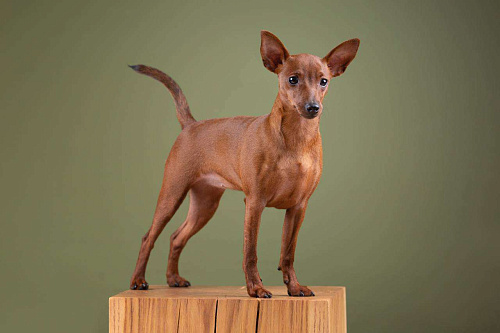 Щенок цвергпинчера