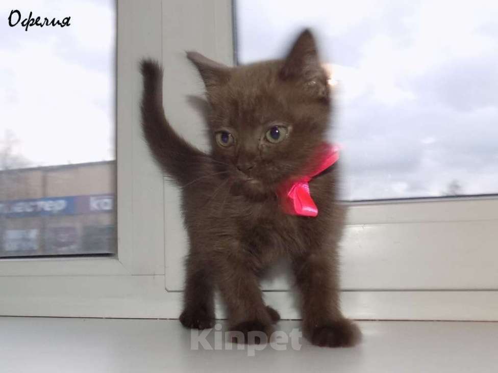 Кошки в Москве: Бомбейские котята Девочка, 15 000 руб. - фото 2