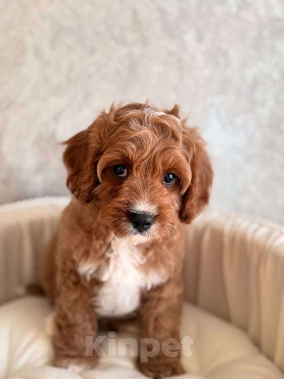 Собаки в Москве: Кавапу щенок Мальчик, 85 000 руб. - фото 5