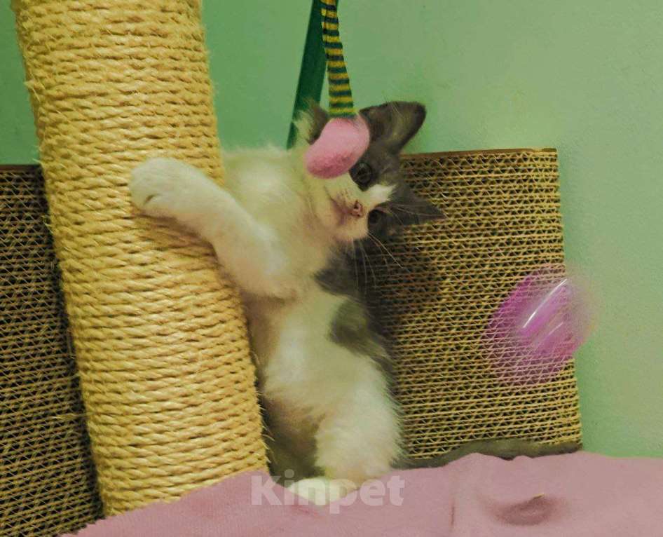 Кошки в Москве: Котенок-карапузик в добрые руки, 1,5 мес Мальчик, Бесплатно - фото 4