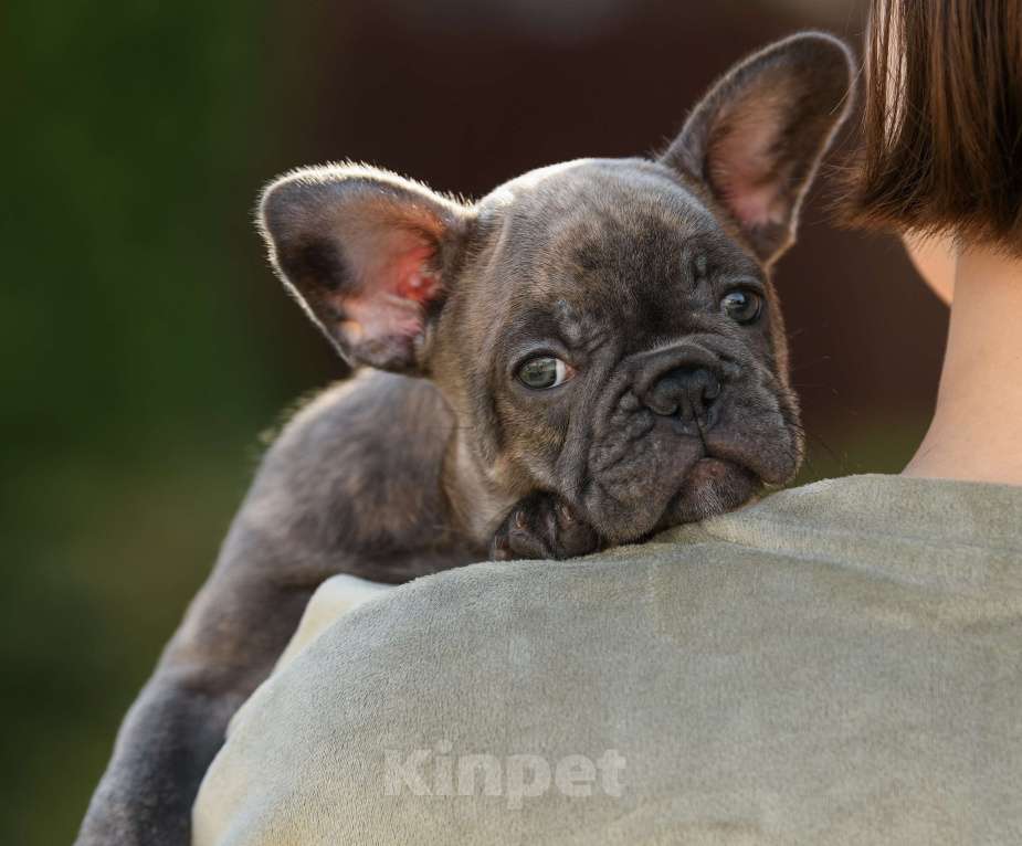 Собаки в Брянске: Динь Девочка, 65 000 руб. - фото 1
