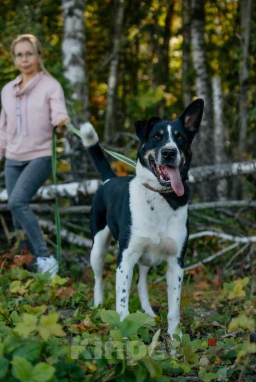 Собаки в других городах Московской области: Верный и надёжный Натан заждался Вас в приюте Мальчик, Бесплатно - фото 3