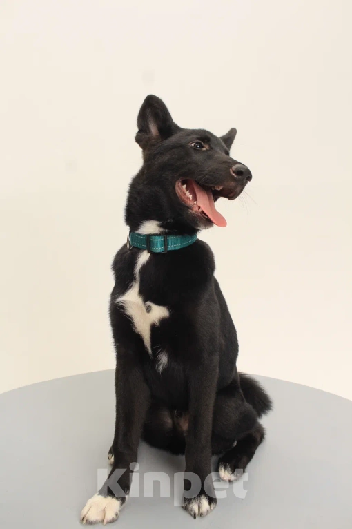 Собаки в Костроме: Грей в поиске дома  Мальчик, Бесплатно - фото 8