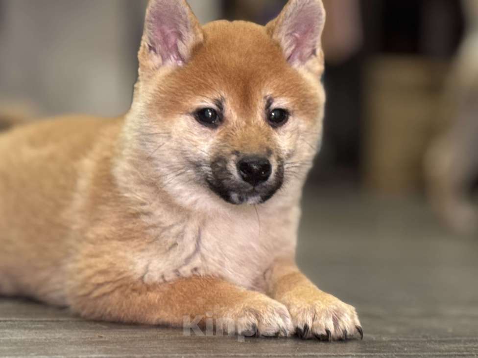 Собаки в Балашихе: Красивая девочка сиба ину Девочка, 40 000 руб. - фото 1