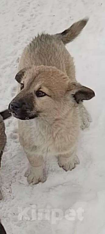Собаки в Москве: в добрые руки Мальчик, Бесплатно - фото 1
