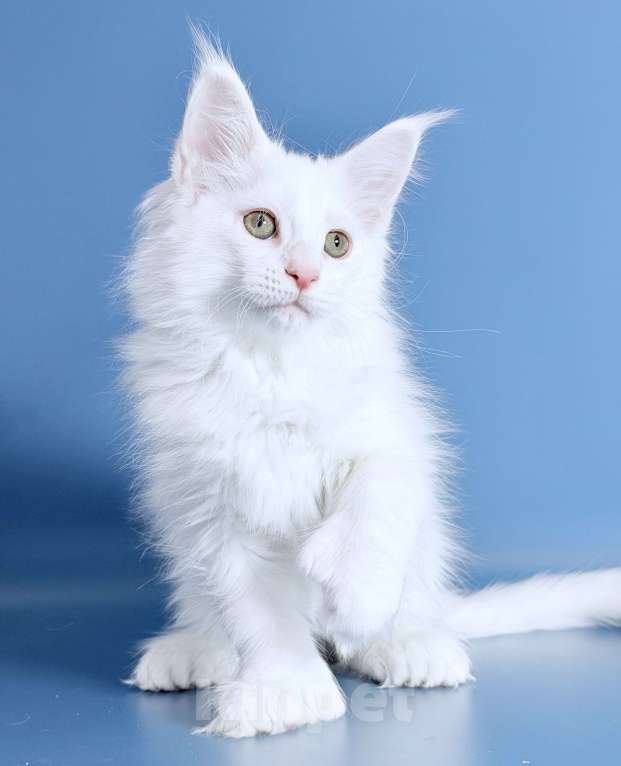 Кошки в других городах Московской области: Белоснежная полидевочка Девочка, 90 000 руб. - фото 6