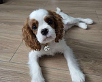 Собаки в Новосибирске: Кавалер кинг-чарльз-спаниель, щенок Мальчик, 70 000 руб. - фото 9