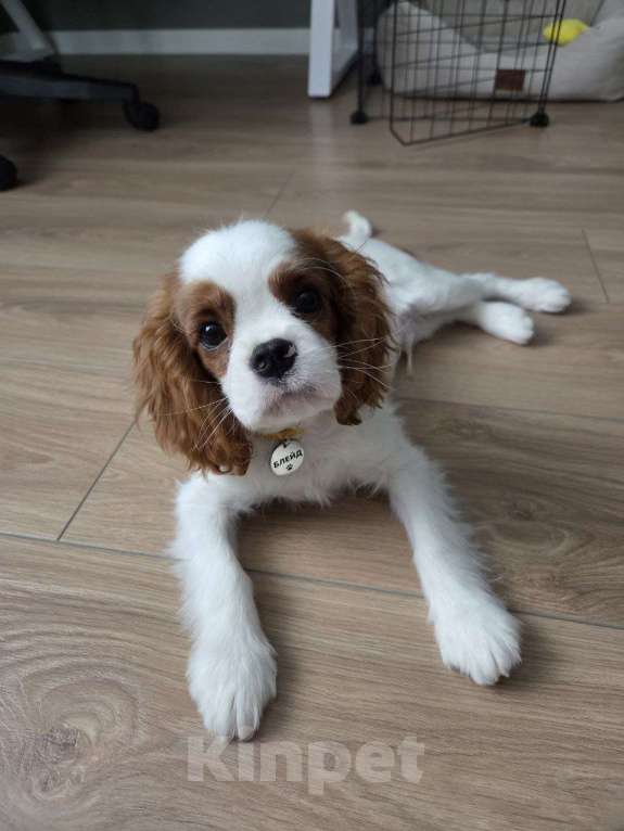 Собаки в Новосибирске: Кавалер кинг-чарльз-спаниель, щенок Мальчик, 70 000 руб. - фото 9