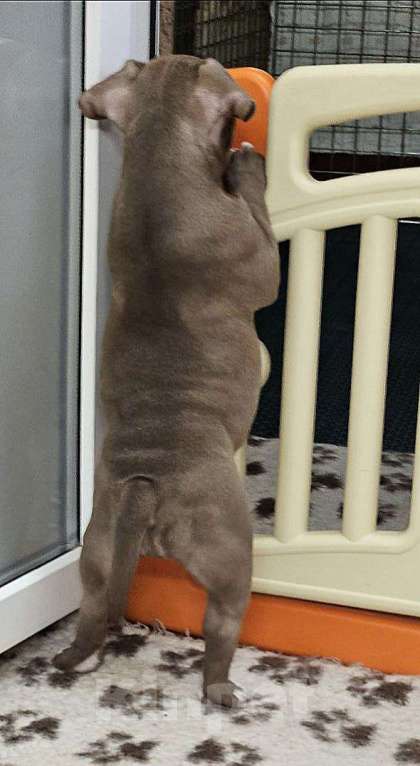 Собаки в Новосибирске: Шоколаднач булочка Девочка, Бесплатно - фото 5