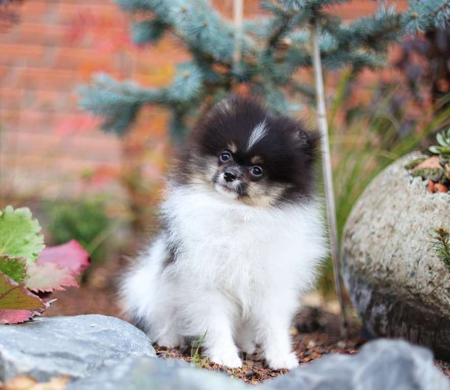 Собаки в Новосибирске: Мальчик триколор Мальчик, Бесплатно - фото 3