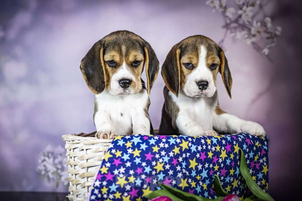 Собаки в Санкт-Петербурге: Биглюши ищут свои самые заботливые ручки!!! Разнополые, 60 000 руб. - фото 5