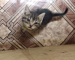 Кошки в Томске: Котёнок в добрые руки Девочка, Бесплатно - фото 9