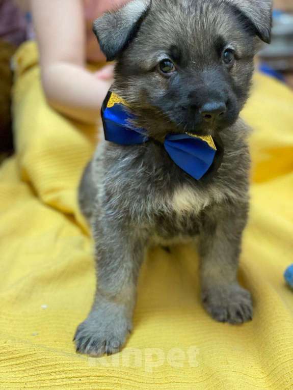 Собаки в Щелково: Щенки восточноевропейской овчарки Мальчик, 58 000 руб. - фото 6