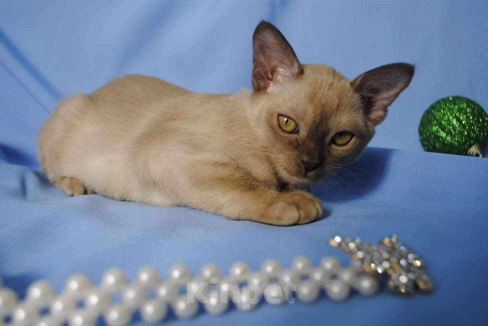 Кошки в Москве: Бурманские котята Девочка, 50 000 руб. - фото 6