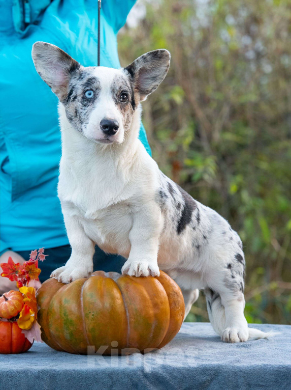 Собаки в Москве: Вельш корги кардиган щенок Мальчик, 110 000 руб. - фото 1