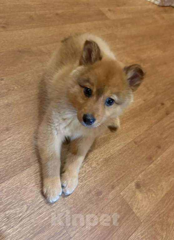 Собаки в других городах Тверской области: продам щенка Мальчик, 23 000 руб. - фото 2