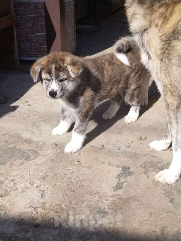 Собаки в Арсеньеве: Щенок акита, тигровый мальчик Мальчик, 50 000 руб. - фото 5