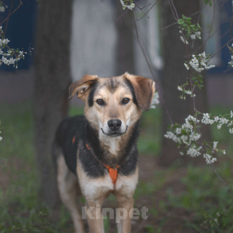 Собаки в Москве: Клевер Мальчик, Бесплатно - фото 3