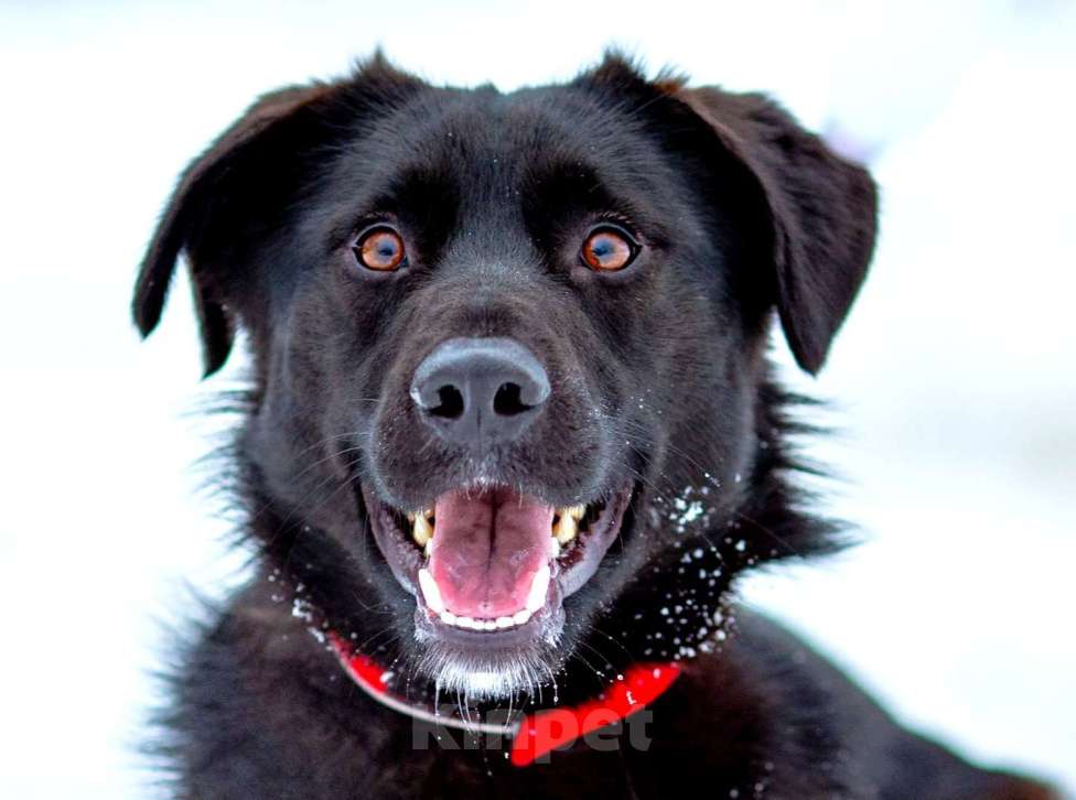 Собаки в Москве: Супер-пёс в добрые руки Мальчик, Бесплатно - фото 1