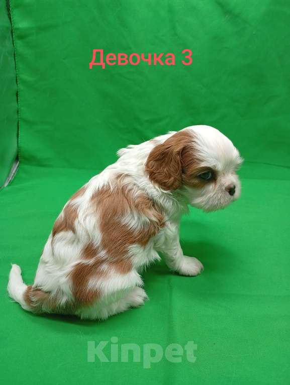 Собаки в Москве: Щенки кавалер Кинг Чарльз спаниель  Девочка, 63 000 руб. - фото 4
