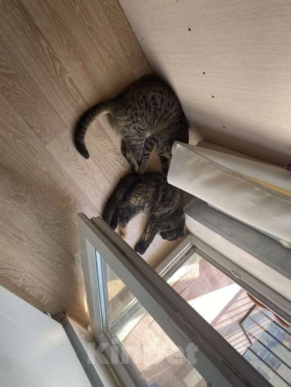 Кошки в Санкт-Петербурге: Две девочки сестрички кошечки Девочка, Бесплатно - фото 10