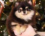 Собаки в Москве: Неповторимая девочка померанского шпица Девочка, 150 000 руб. - фото 1