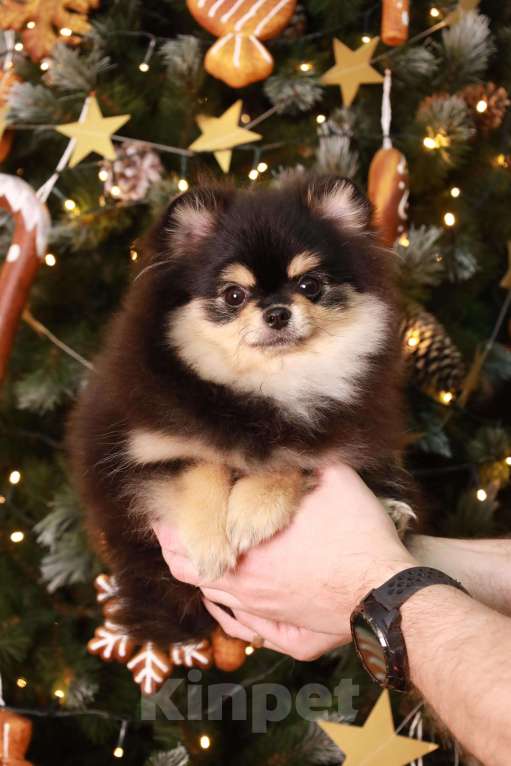 Собаки в Москве: Неповторимая девочка померанского шпица Девочка, 150 000 руб. - фото 1