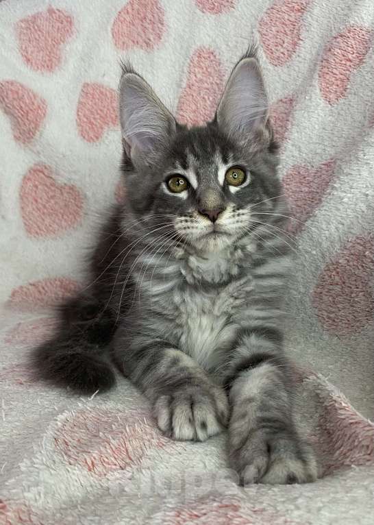 Кошки в Дмитрове: Голубая мраморная девочка мейн кун Zamira Девочка, 20 000 руб. - фото 4