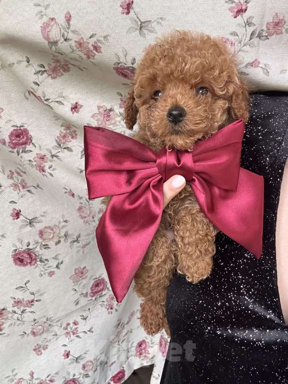 Собаки в Москве: Мальтипу f1 Мальчик, 75 000 руб. - фото 2