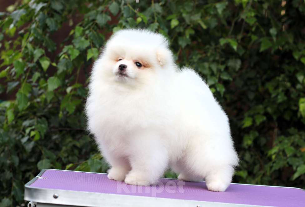 Собаки в Москве: Щенки померанского и малого шпица Девочка, Бесплатно - фото 2