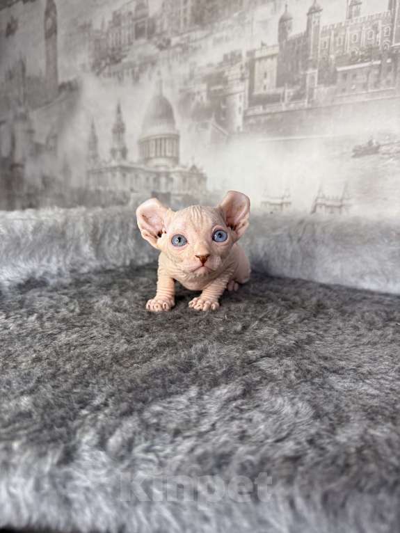 Кошки в Самаре: Котёнок породы эльф с гетерохромией Мальчик, Бесплатно - фото 4