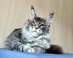 Кошки в Нягани: Кот мейн кун Мальчик, 35 000 руб. - фото 3