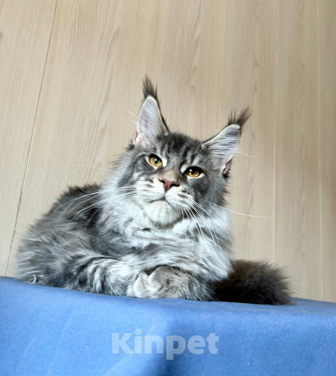 Кошки в Нягани: Кот мейн кун Мальчик, 35 000 руб. - фото 3