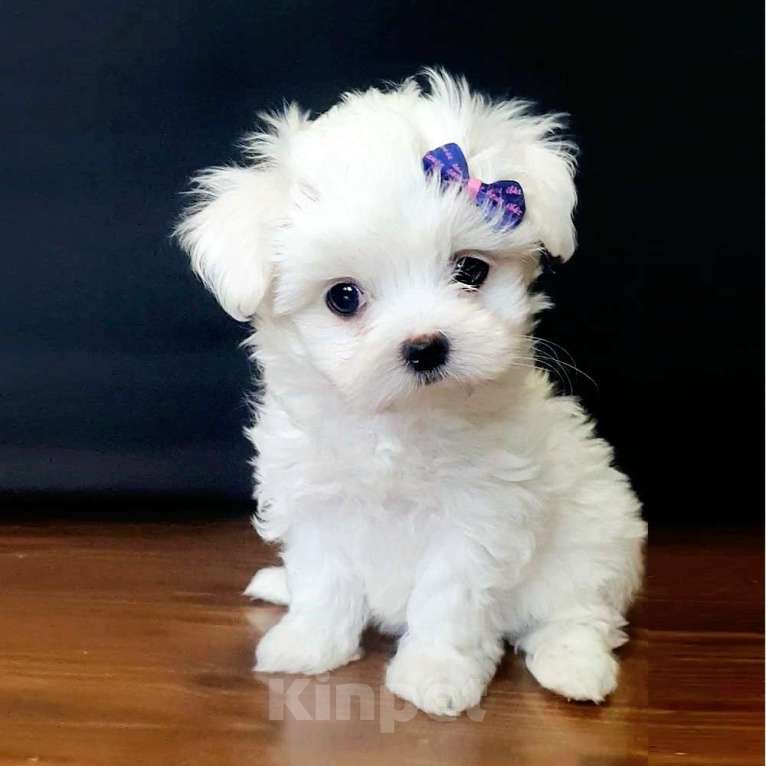 Собаки в Зеленограде: Мальтезе девочки Девочка, 100 000 руб. - фото 3