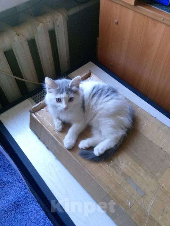 Кошки в Красноярске: Котята ищут добрых хозяев Мальчик, Бесплатно - фото 1