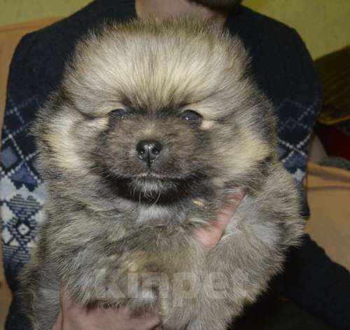 Собаки в Москве: Шпиц Мальчик, 80 000 руб. - фото 1
