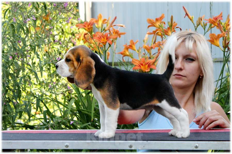 Собаки в Москве: бигли ркф Мальчик, 60 000 руб. - фото 6