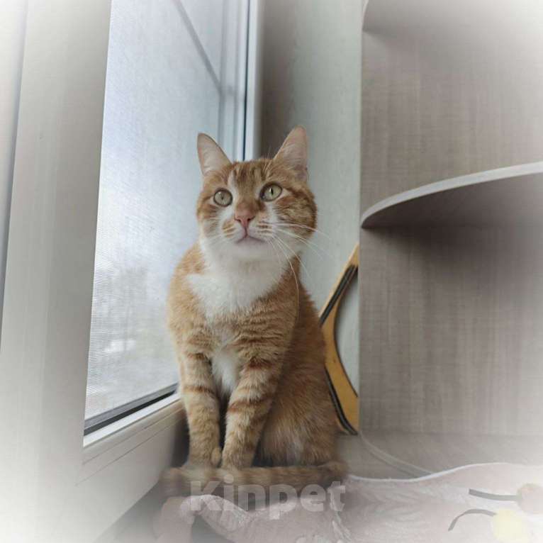 Кошки в Москве: Рыжему счастью нужен дом Мальчик, Бесплатно - фото 4