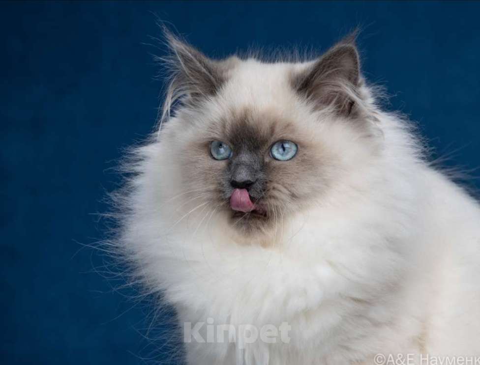 Кошки в Москве: Сибирские ( Невские маскарадные котята) Девочка, 70 000 руб. - фото 2