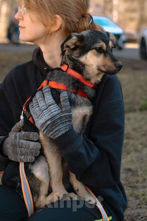 Собаки в Санкт-Петербурге: Эбби из приюта в добрые руки Девочка, Бесплатно - фото 7