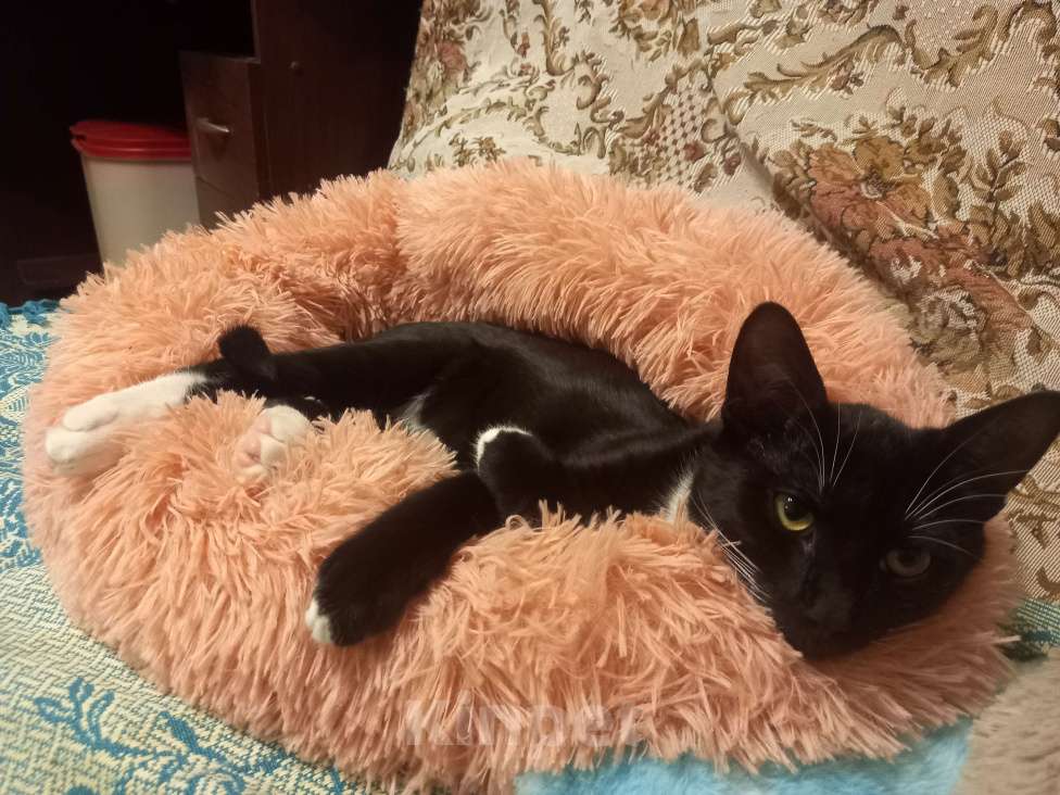 Кошки в Москве: Милый Котёнок Стёпка в ваш дом Мальчик, Бесплатно - фото 3