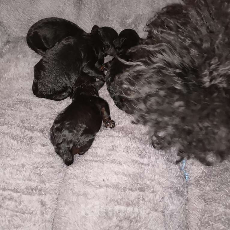 Собаки в Белово: Щеночки карликового пуделя Мальчик, 25 000 руб. - фото 5