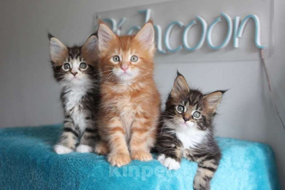 Кошки в Екатеринбурге: Котята мейнкун из питомника Ричкун- Екатеринбург Мальчик, 60 000 руб. - фото 8