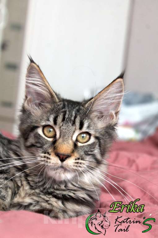 Кошки в Великом Новгороде: Мейн-Кун Девочка Девочка, 5 000 руб. - фото 2