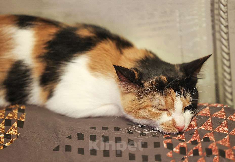 Кошки в Москве: Очаровательная трёхцветка Лора в поиске дома Девочка, 10 руб. - фото 6