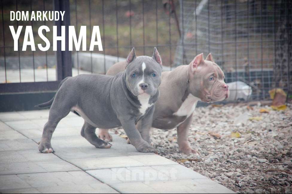 Собаки в Саратове: Американская булочка Девочка, 80 000 руб. - фото 2