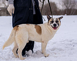 Собаки в Москве: Миниатюрная собака из приюта в добрые руки Мальчик, Бесплатно - фото 5