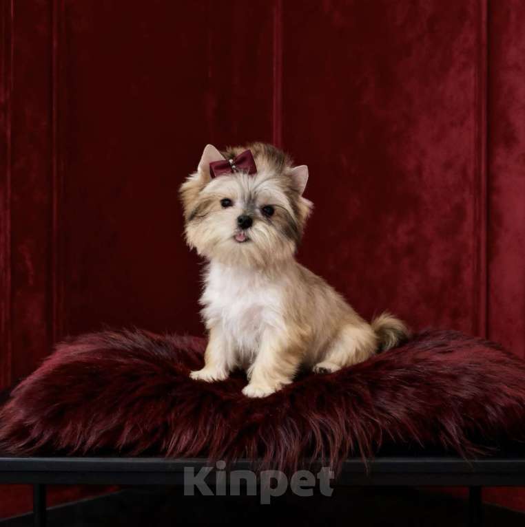 Собаки в Москве: Йорк мини девочка бэби фейс. Голддаст йорк из питомника Девочка, 80 000 руб. - фото 5